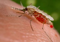 Le paludisme expliqué aux nuls.