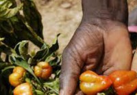 Lutte contre la faim et la pauvreté rurales : des leaders africains appellent à accroître le financement du FIDA