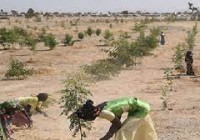 La FAO appelle à accélérer la restauration des forêts et des paysages