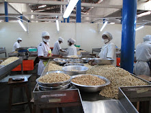 BENIN: Tolaro Global et le Trade Hub soutiennent un projet de 10,2 millions de dollars pour stimuler les exportations de noix de cajou certifiées biologiques du Bénin